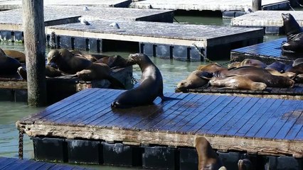 Sea lion fight ends with a splash