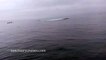 Deux kayakistes à deux doigts de se faire écraser par une baleine
