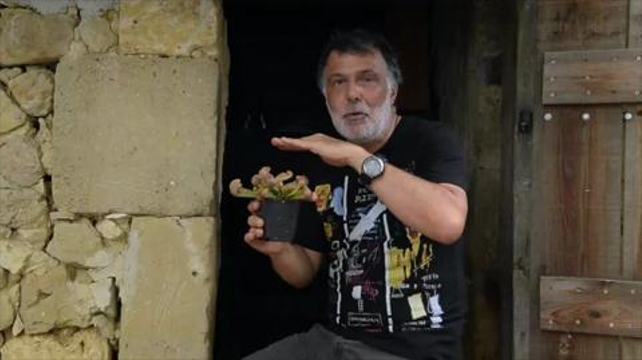 Drôles de carnivores! Les sarracenias. Nature et Paysages pour l'Ami des Jardins.