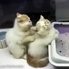 Котик профессионально делает массаж