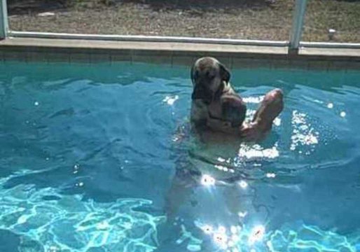 Massive Dog Unsure of What to Do in Swimming Pool