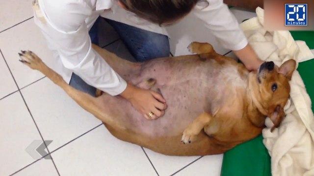 Le chien qui faisait un régime ! - Le rewind du mardi 15 septembre 2015.