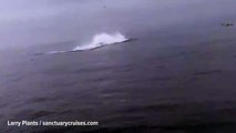 Ballena jorobada aplasta a una pareja de kayakistas