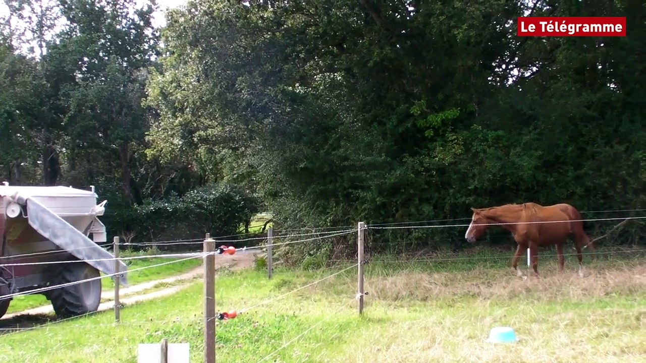 Combrit (29). Des chevaux et des chèvres placés en famille d'accueil