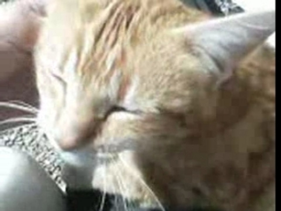 Maty ma chatte...
