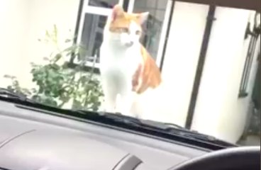 Quand un chat s'effraye, c'est si drôle !