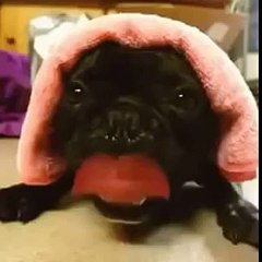 Собака - дизельный двигатель