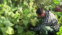 Aux potagers urbains, servez-vous!