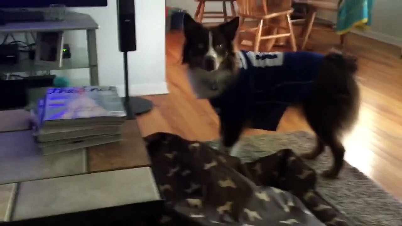 TOUS les Chiens devraient Apprendre ce Tour