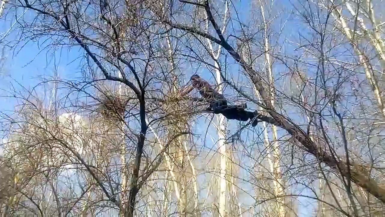 Un russe grimpe sur les vieilles branches d'un arbre