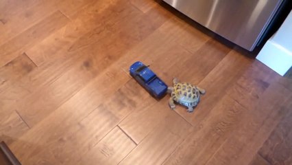 Tortoise vs Truck