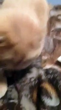 Кот дышит как собака