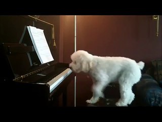 Mira cómo este perro "toca" el piano