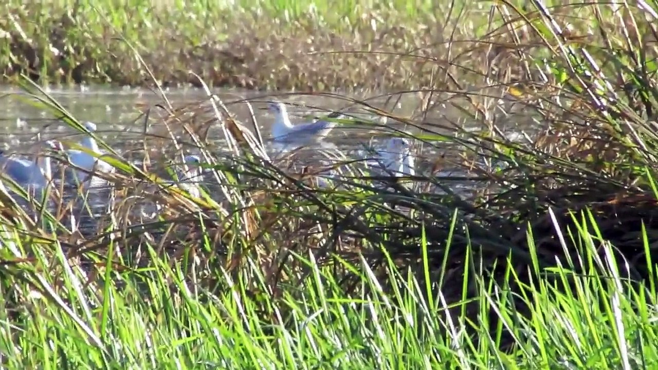 mouettes et cormorans lac de Maine