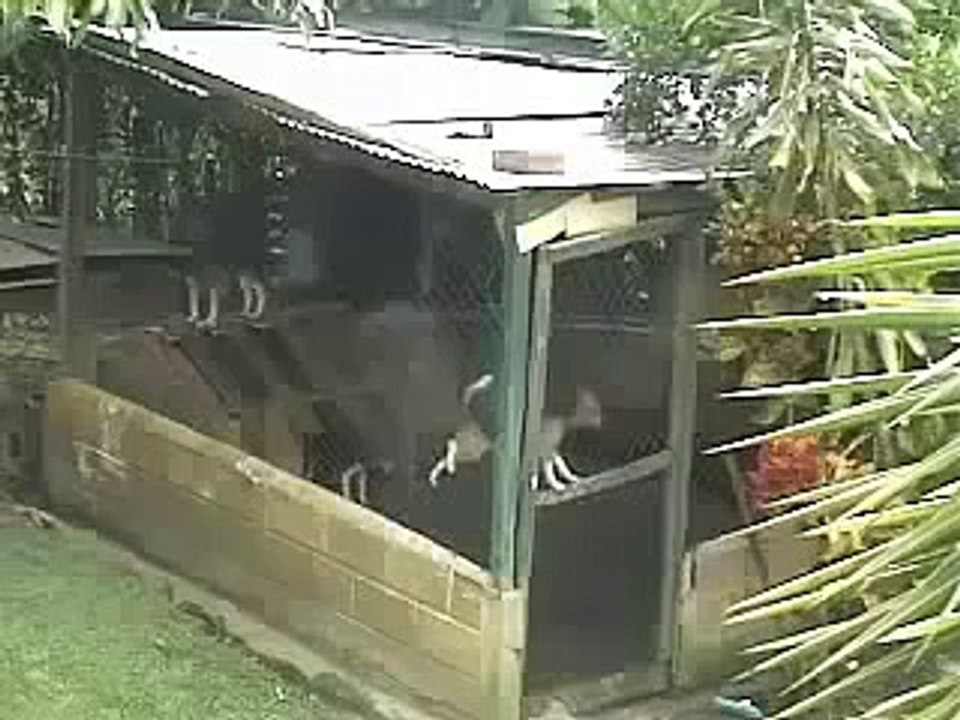 Firari Köpek i banda
