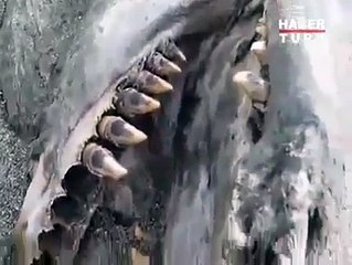 Görenleri akna çevirdi!