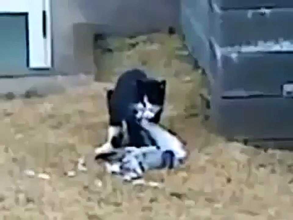 Güvercin ölü taklidi yaparak hayatn kurtard