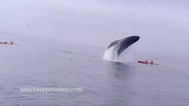 Californie : une baleine renverse des touristes en kayak