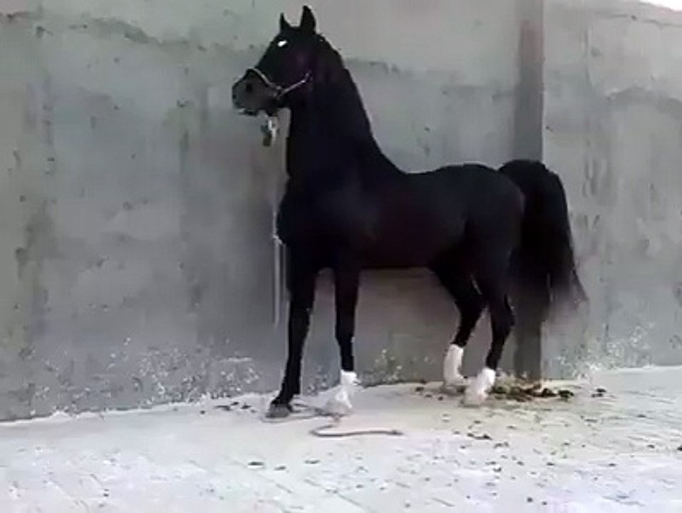 ماشااللہ اللہ مالک کو نصیب کرے.