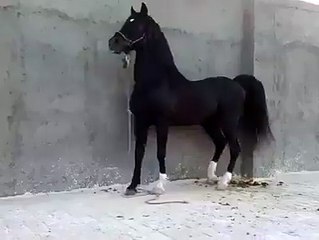 ماشااللہ اللہ مالک کو نصیب کرے.