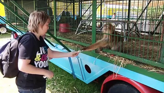 Al 35 jaar zijn de olifanten bij ons, ze zijn familie - RTV Noord