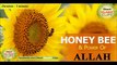 Honey bee & Power of Allah ( shahad ki makhi aur Allah ki qudrat )