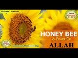 Honey bee & Power of Allah ( shahad ki makhi aur Allah ki qudrat )
