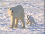 Feromonas en la nieve: Atraccion de los osos polares