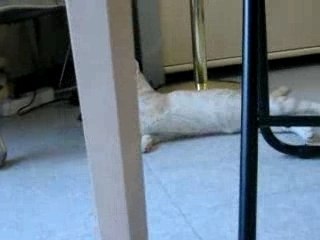 ta maladie  Ataxie cérébelleuse