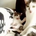 Kitten Tries to Copy Momma Cat Bathing | Awlla Inc.