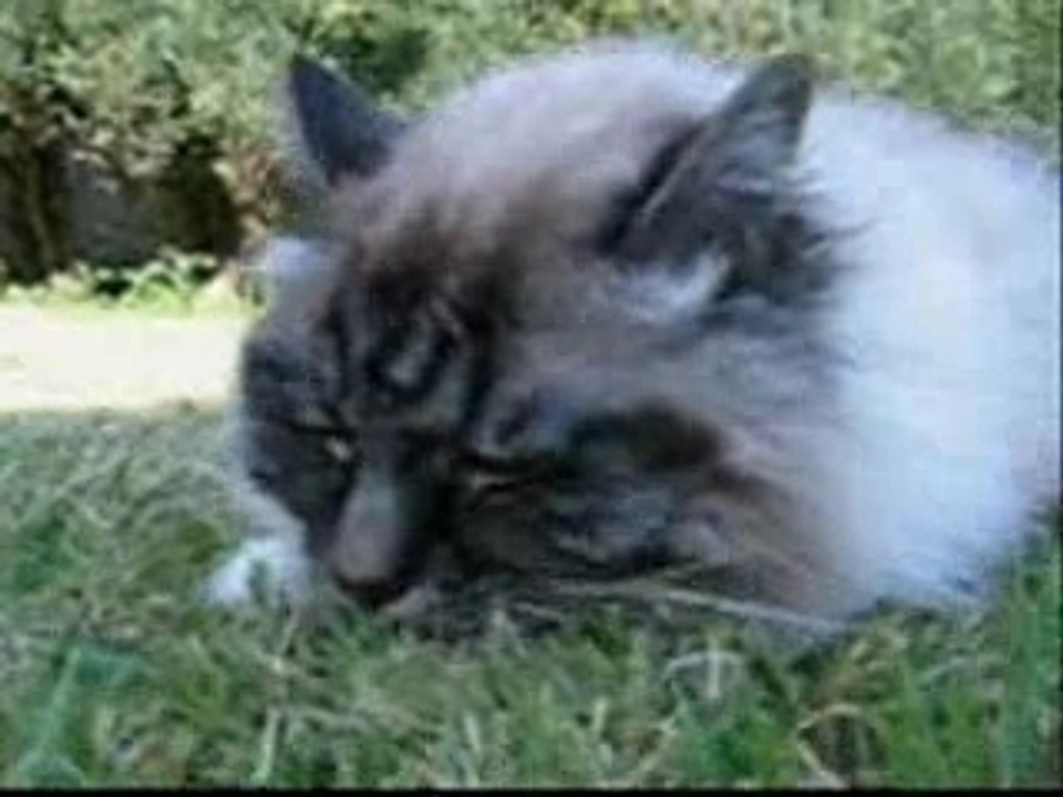 Belgocat1