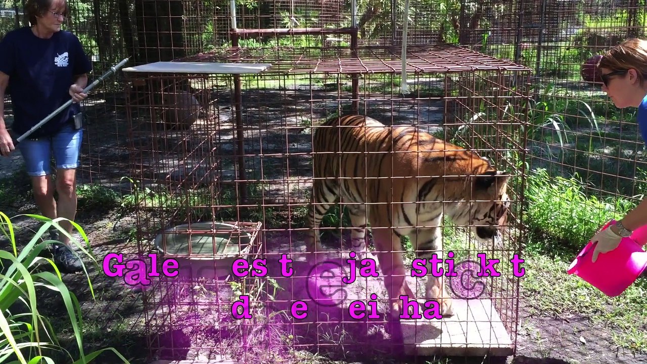 What Happens When Tigers Play Too Rough