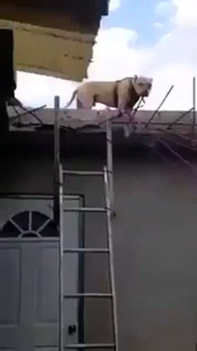 Chien descend echelle