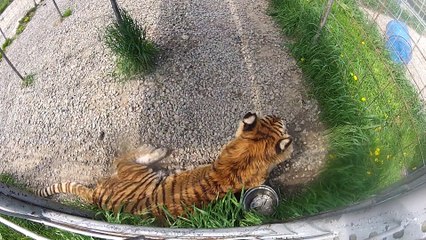 Zeus And Keisha Tigers Share A Home