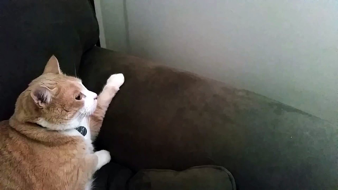 Cat hiding from a cat