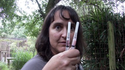 How To Vaccinate Big Cats