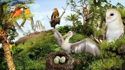 El buitre en peligro de extinción | Global 3000