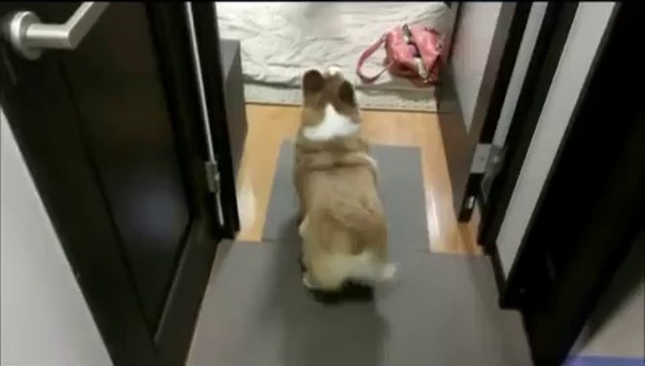 Corgi Twerk Team
