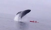 Humpback Whale Breaches on Monterey Bay Kayakers