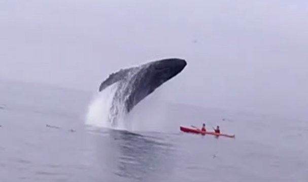 Humpback Whale Breaches on Monterey Bay Kayakers