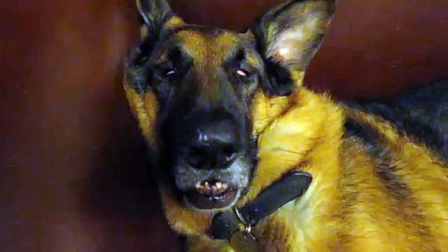 German Shepherd dreaming and waking up