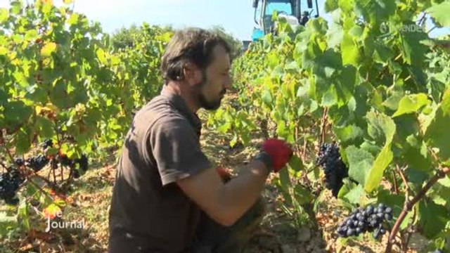 Vendanges à l'Île-d'Olonne : Rencontre avec les saisonniers