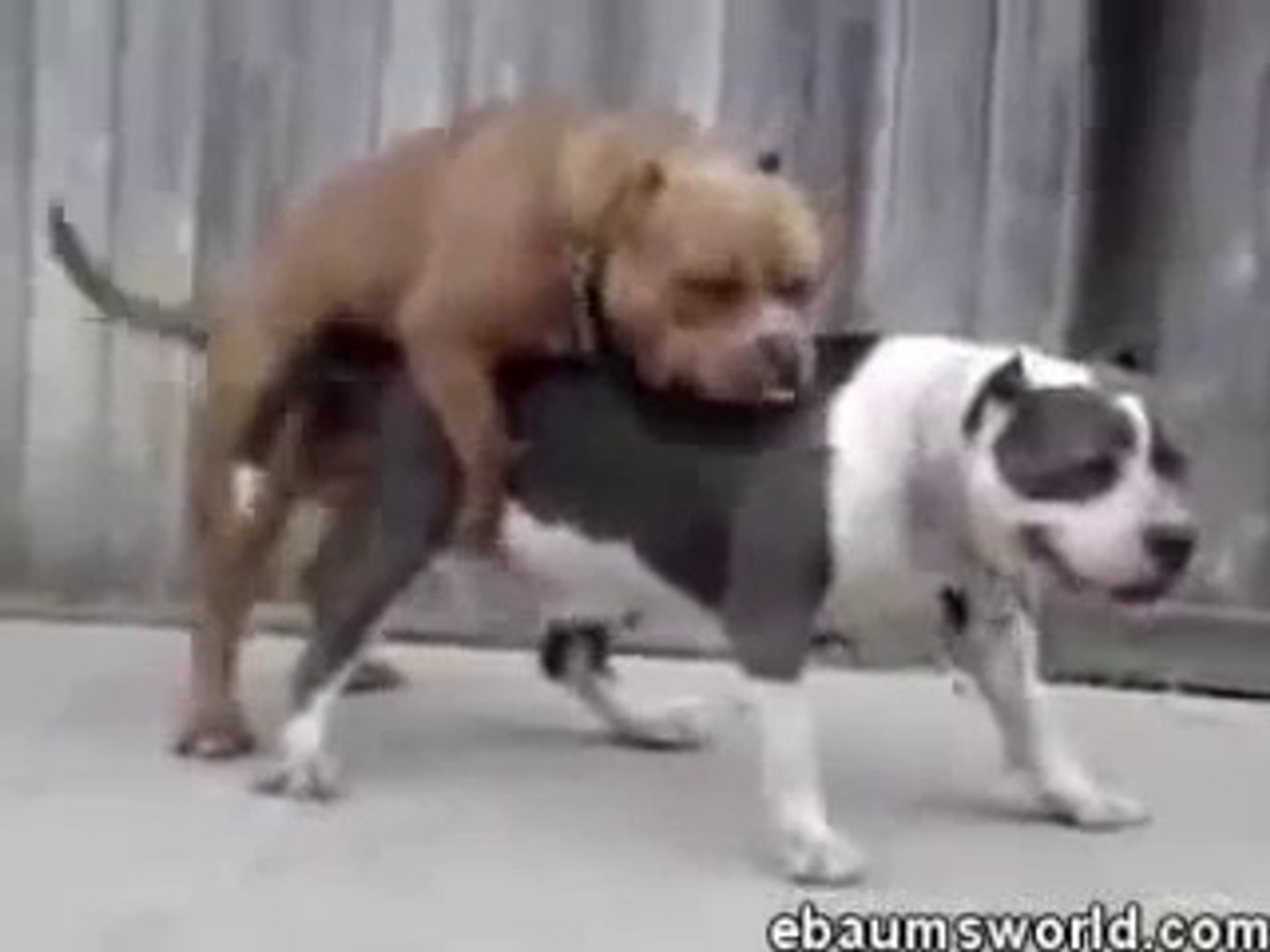 Pitbull dog sex