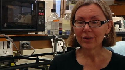 P-6AM Ticks Overview