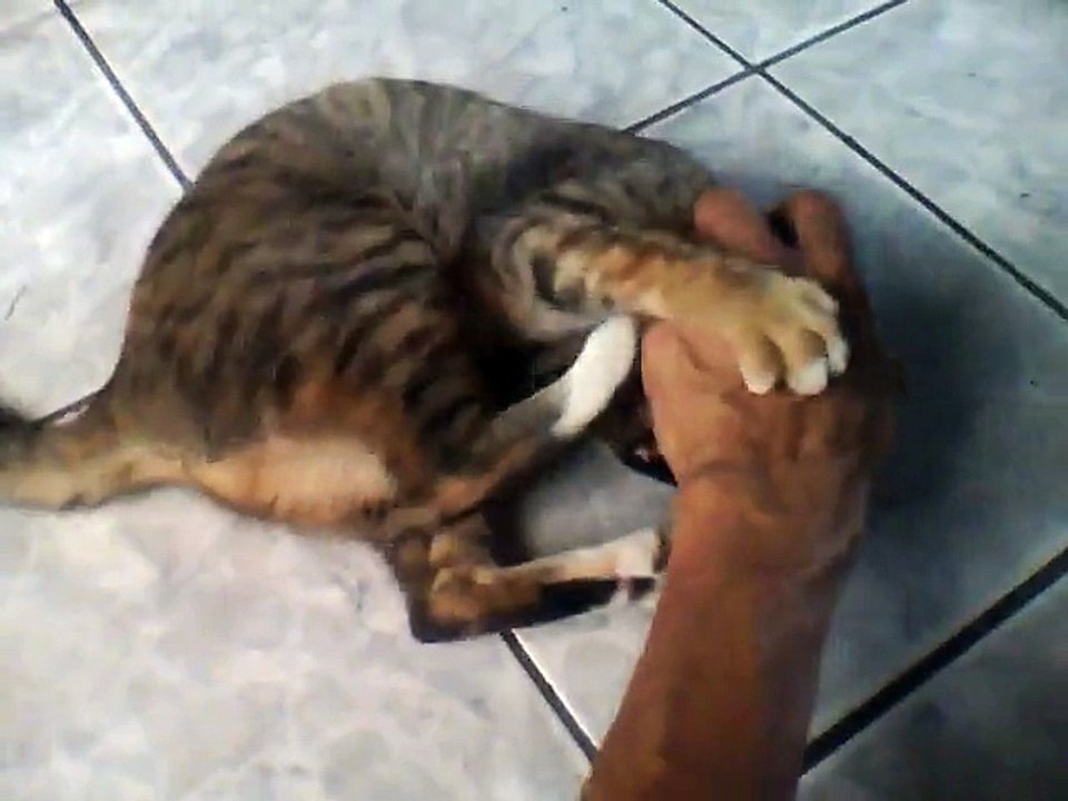PALEX131 GATO