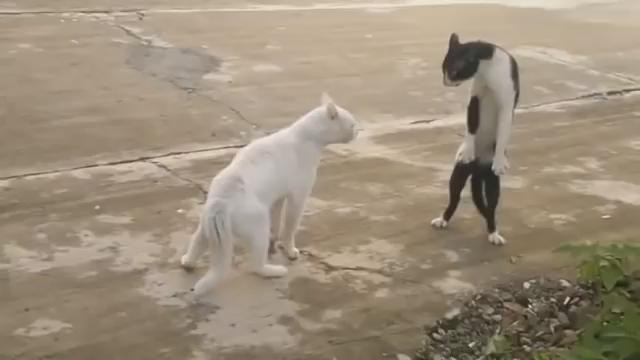funny cats compilations,funny cat videos,funny animals,funny video,cats funny,funny videos,funny cat