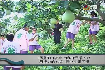柚子熟了摘不完  國中生協助老農採收—宏觀粵語新聞