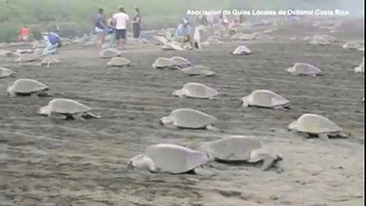 White Turtles at Ostional coastline of Costa Rica