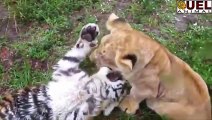 Lion vs Tiger best fight attack compilation