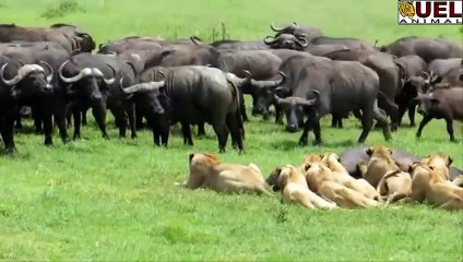 Dramatic...Lion vs Buffalo Videos!